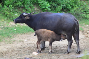 Water_buffaloes_in_Wuyishan_Wufu_2012.08.24_15-46-30